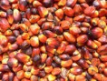 Palm Oil Products